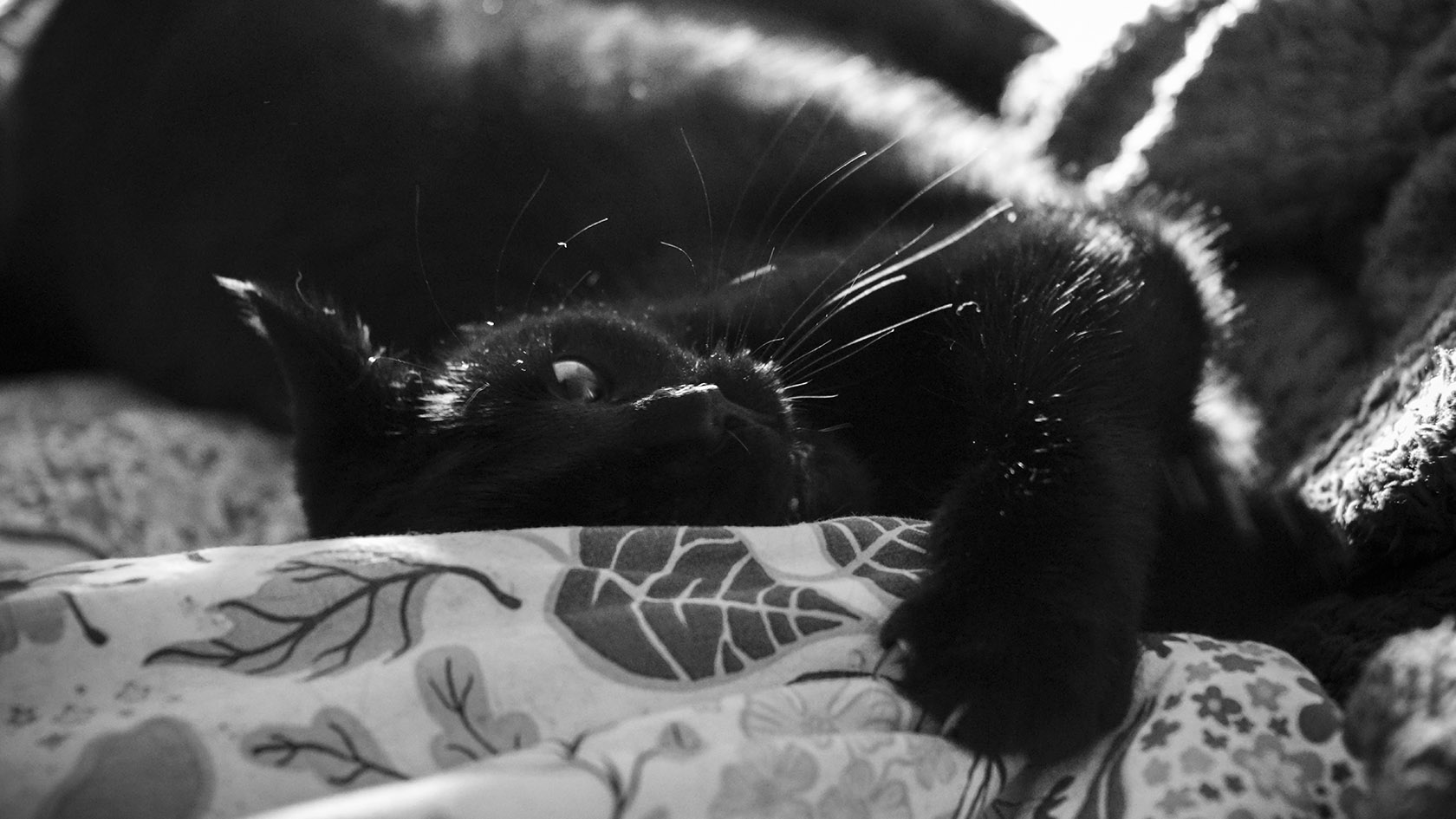 Il parait qu'on a les chats qu'on mérite! A gauche : Pluton, chat dont les neurones sont autant de balle magique sautant dans le chaos d'une pensée fragmentée (je le soupçonne d'avoir un TDAh!). A droite : Fergus, chat souffrant d'hyperlaxicité au niveau du bassin et qui, malgré les régimes, reste en surpoids